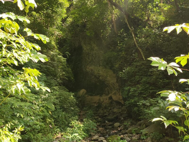 Sonnendurchflutete Waldschlucht mit Felswand und Bachlauf
